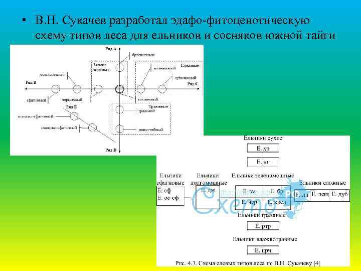 Эдафо фитоценотическая схема сукачева