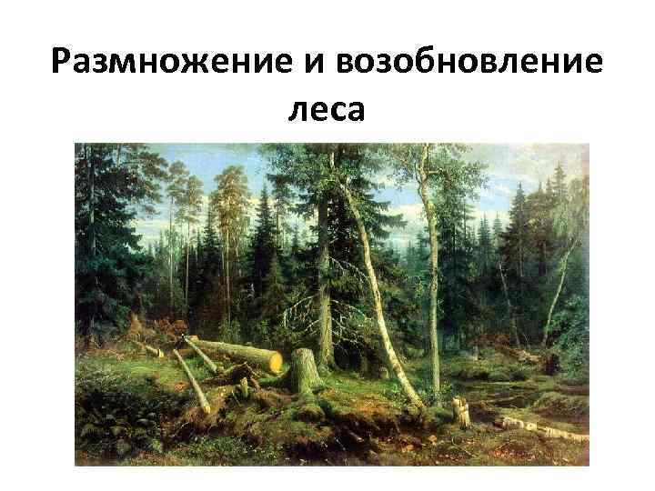 Forest bashkortostan ru проверить очередь на лес как