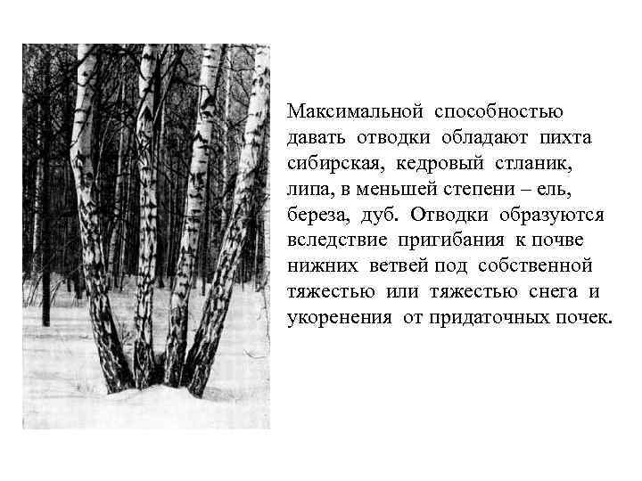 Максимальной способностью давать отводки обладают пихта сибирская, кедровый стланик, липа, в меньшей степени –