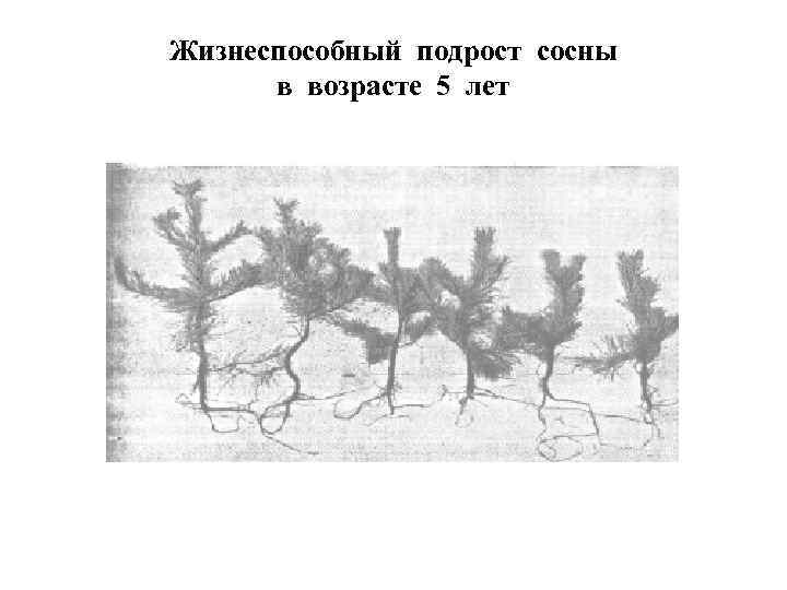 Жизнеспособный подрост сосны в возрасте 5 лет 
