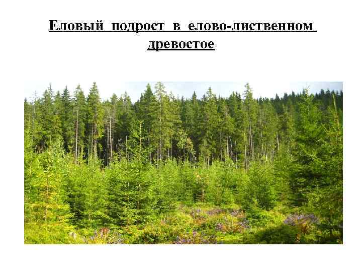 Еловый подрост в елово-лиственном древостое 