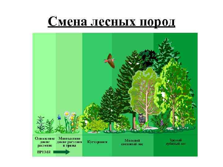 Смена лесных пород 