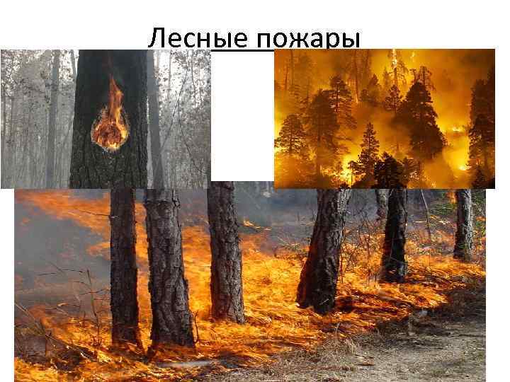 Лесные пожары 
