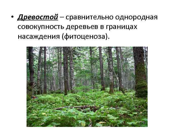  • Древостой – сравнительно однородная совокупность деревьев в границах насаждения (фитоценоза). 