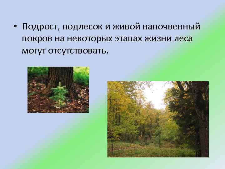  • Подрост, подлесок и живой напочвенный покров на некоторых этапах жизни леса могут