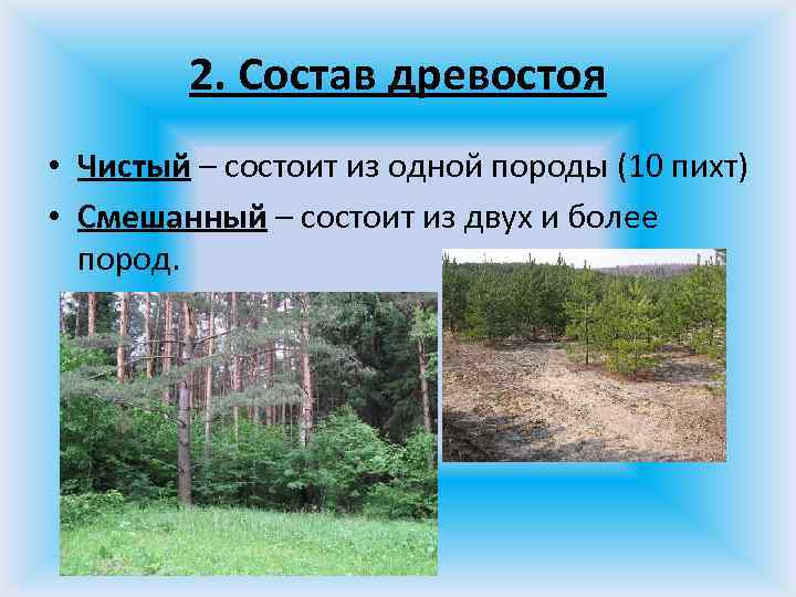 2. Состав древостоя • Чистый – состоит из одной породы (10 пихт) • Смешанный