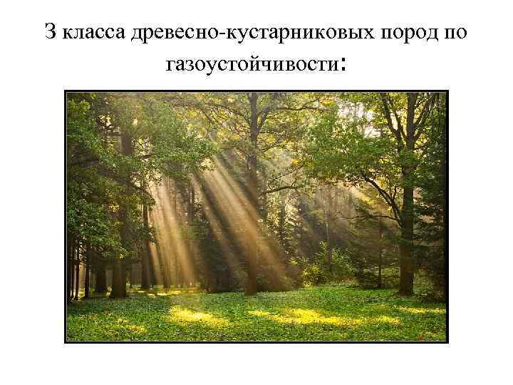 З класса древесно-кустарниковых пород по газоустойчивости: 