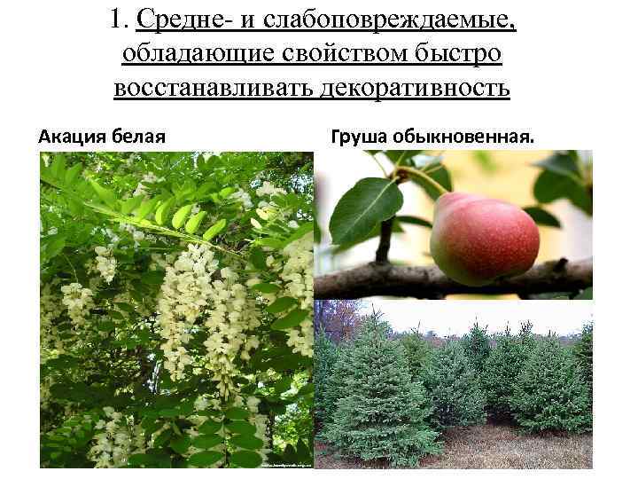 1. Средне- и слабоповреждаемые, обладающие свойством быстро восстанавливать декоративность Акация белая Груша обыкновенная. 