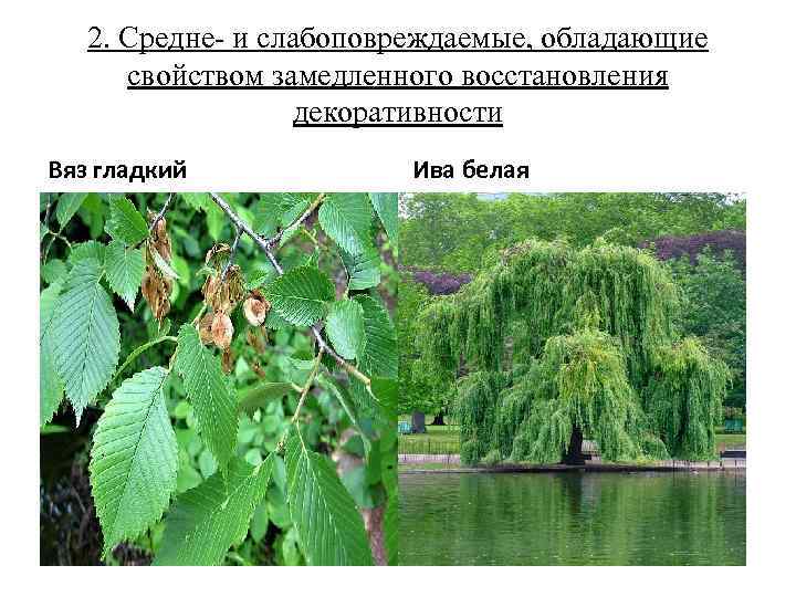 2. Средне- и слабоповреждаемые, обладающие свойством замедленного восстановления декоративности Вяз гладкий Ива белая 