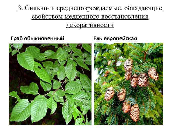 3. Сильно- и среднеповреждаемые, обладающие свойством медленного восстановления декоративности Граб обыкновенный Ель европейская 
