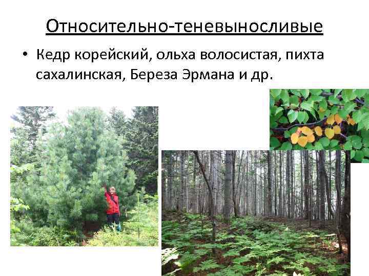 Относительно-теневыносливые • Кедр корейский, ольха волосистая, пихта сахалинская, Береза Эрмана и др. 
