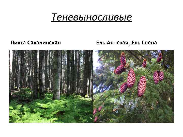 Теневыносливые Пихта Сахалинская Ель Аянская, Ель Глена 