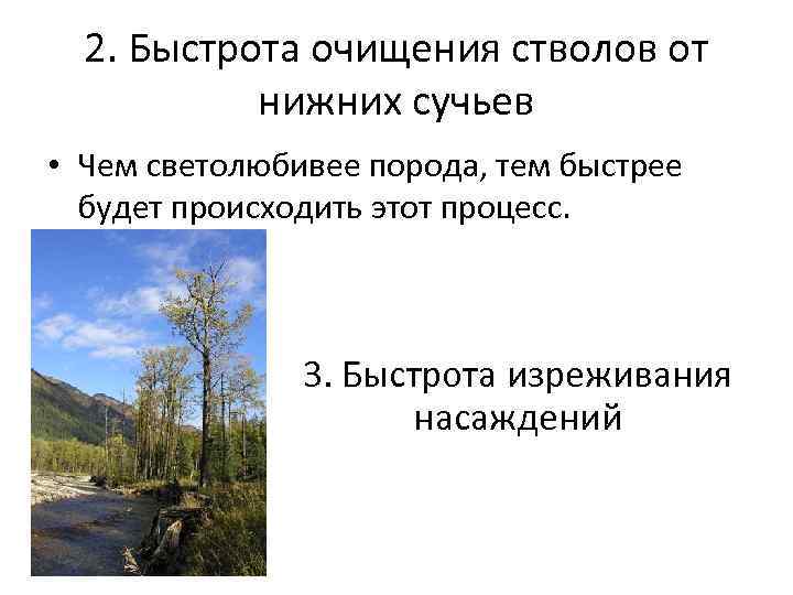 2. Быстрота очищения стволов от нижних сучьев • Чем светолюбивее порода, тем быстрее будет