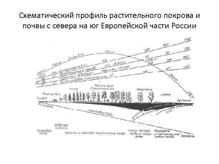 Схематический профиль растительного покрова и почвы с севера на юг Европейской части России 