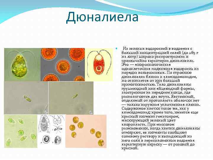 Дюналиела Из зеленых водорослей в водоемах с большой концентрацией солей (до 285 г на