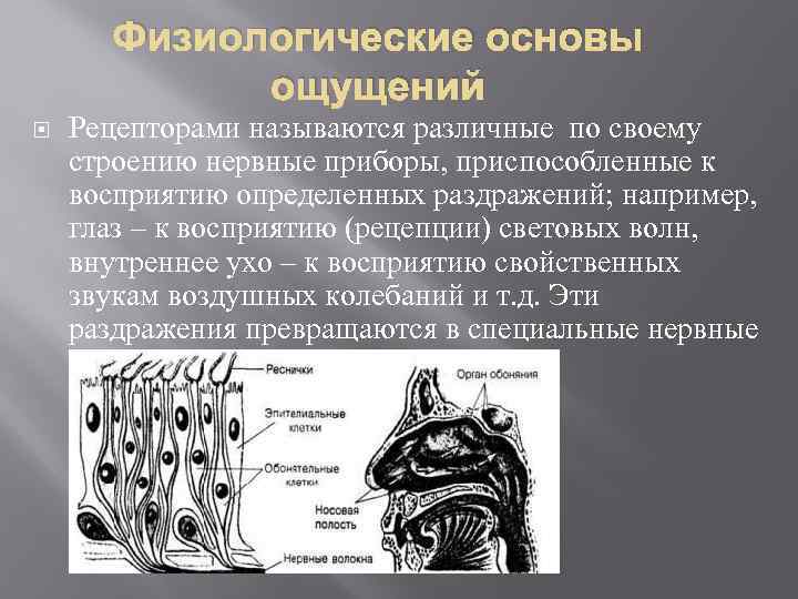 Ощущением называют. Понятие об ощущении физиология. Физиологические основы ощущений (строение анализатора):. Понятие об ощущении физиологические основы ощущений. Строение рецептора ощущение восприятие.