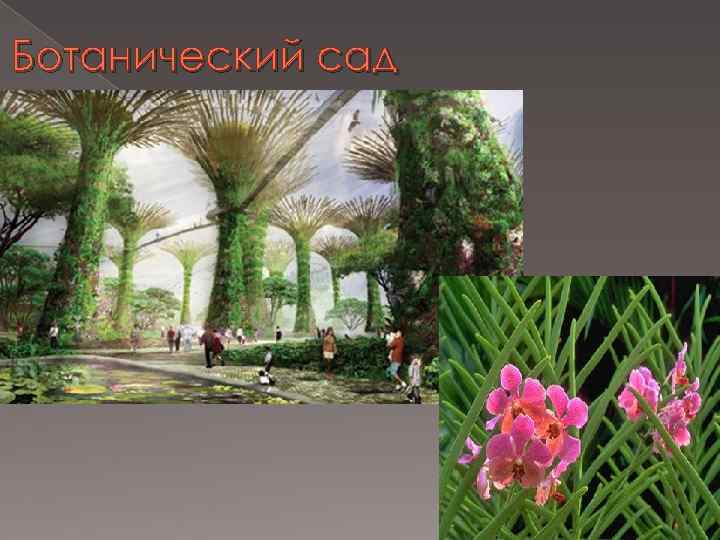 Ботанический сад 