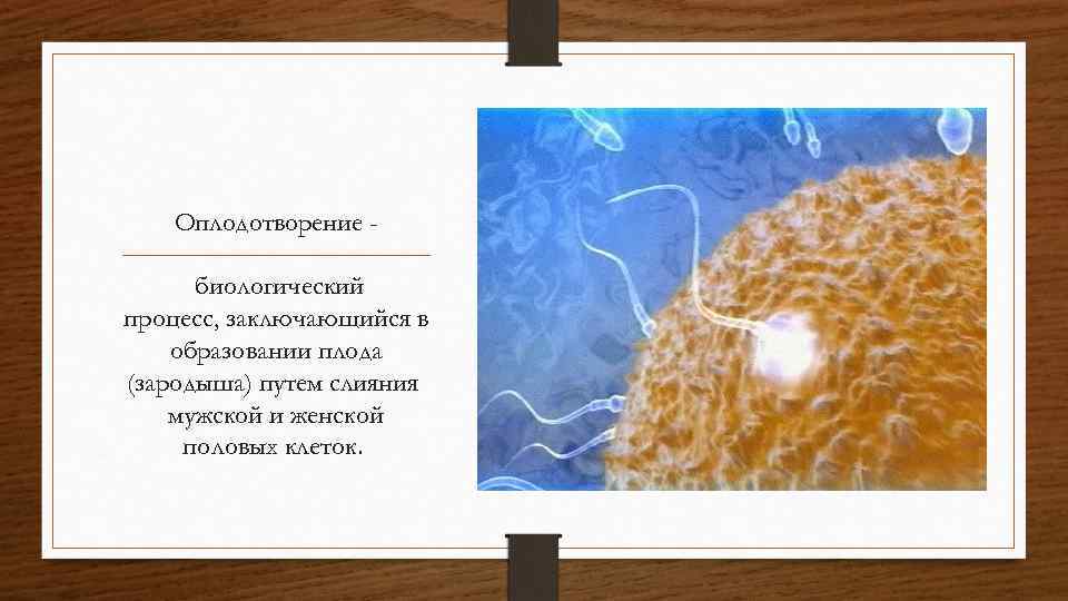 Оплодотворение в воде. Оплодотворение биологический аспект репродукции человека. Оплодотворение сущность у растений и животных. Оплодотворение картинка на презентацию 9 класс презентация. Оплодотворение другими словами.