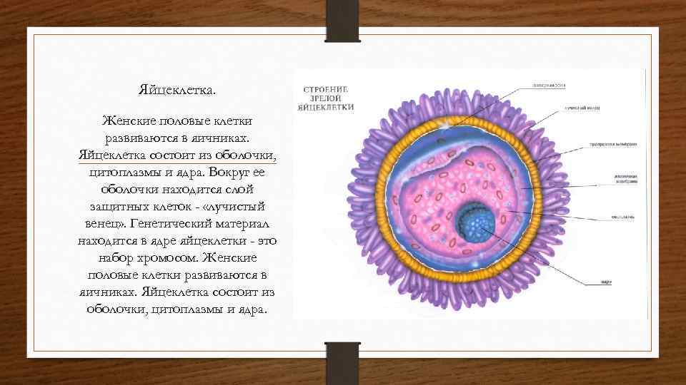 Яйцеклетка. Женские половые клетки развиваются в яичниках. Яйцеклетка состоит из оболочки, цитоплазмы и ядра.