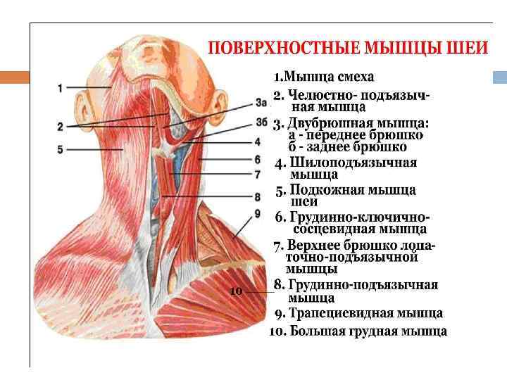 Мышечная система картинки