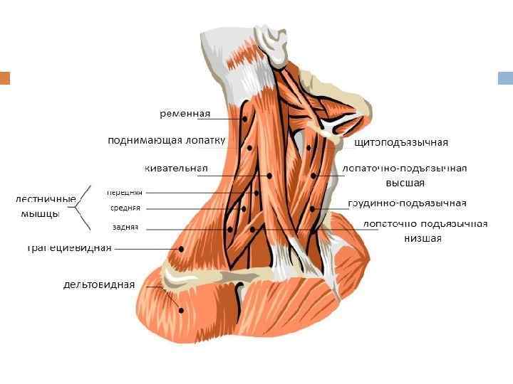 Middle Trapezius мышца