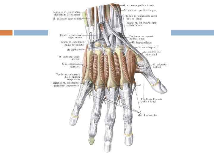Сухожилия кисти руки человека в картинках