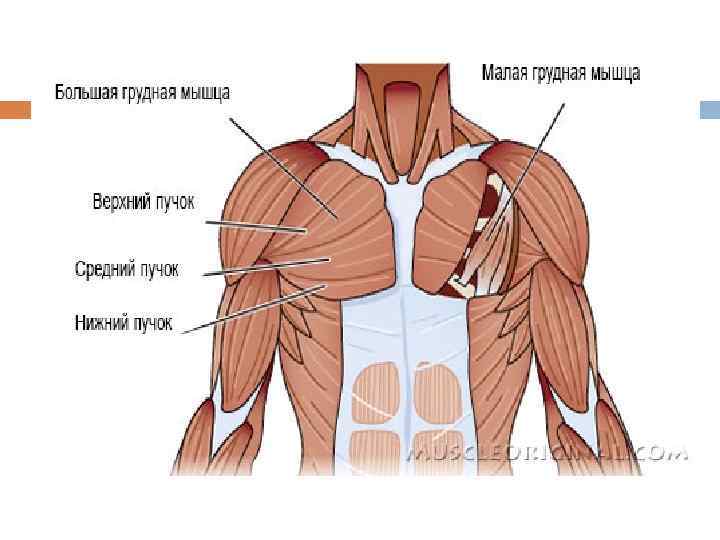 Малая грудная мышца иннервация