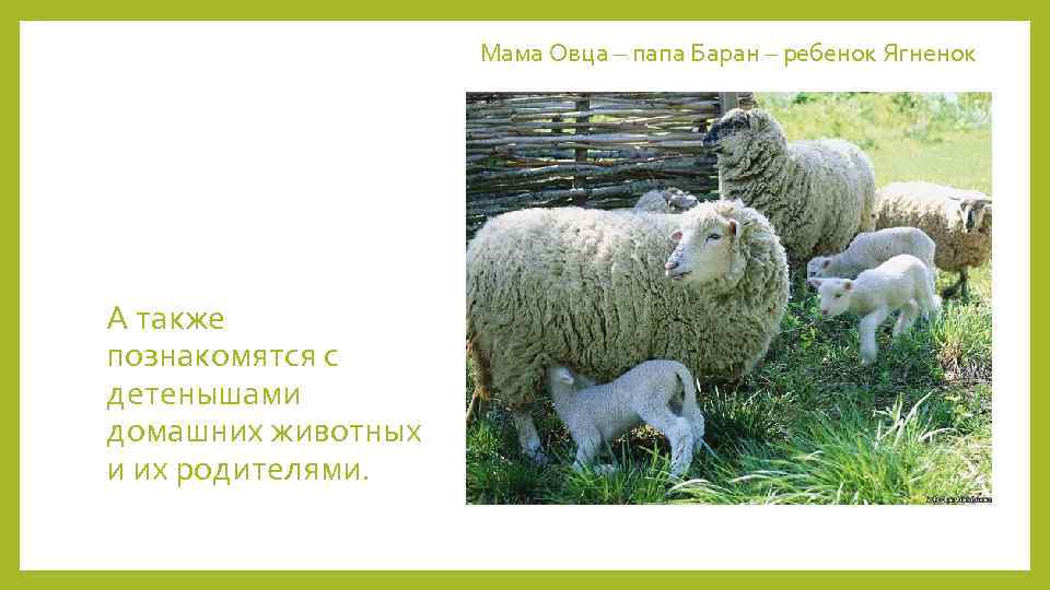 Мама Овца – папа Баран – ребенок Ягненок А также познакомятся с детенышами домашних