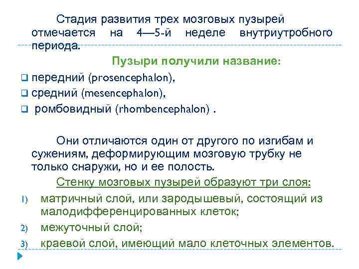 Стадия развития трех мозговых пузырей отмечается на 4— 5 -й неделе внутриутробного периода. Пузыри