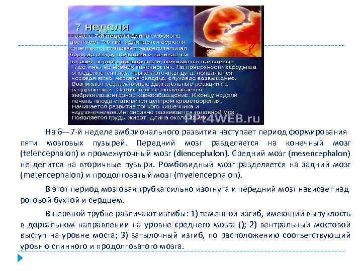 На 6— 7 -й неделе эмбрионального развития наступает период формирования пяти мозговых пузырей. Передний