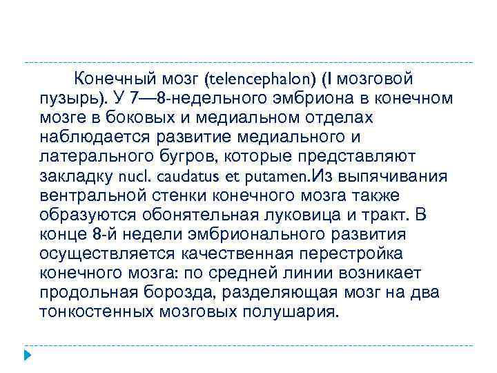 Конечный мозг (telencephalon) (I мозговой пузырь). У 7— 8 -недельного эмбриона в конечном мозге
