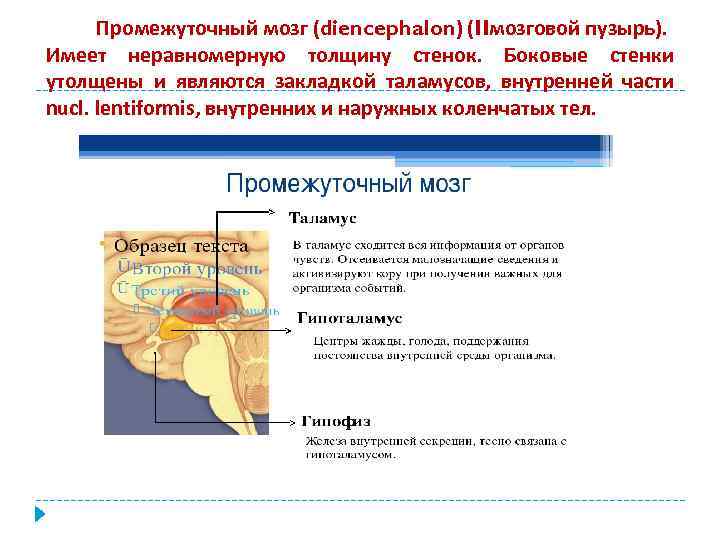 Промежуточный мозг (diencephalon) (IIмозговой пузырь). Имеет неравномерную толщину стенок. Боковые стенки утолщены и являются