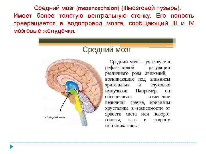 Средний мозг (mesencephalon) (IIIмозговой пузырь). Имеет более толстую вентральную стенку. Его полость превращается в