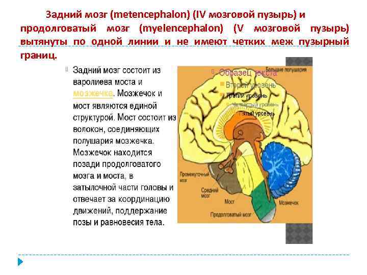 Задний мозг (metencephalon) (IV мозговой пузырь) и продолговатый мозг (myelencephalon) (V мозговой пузырь) вытянуты
