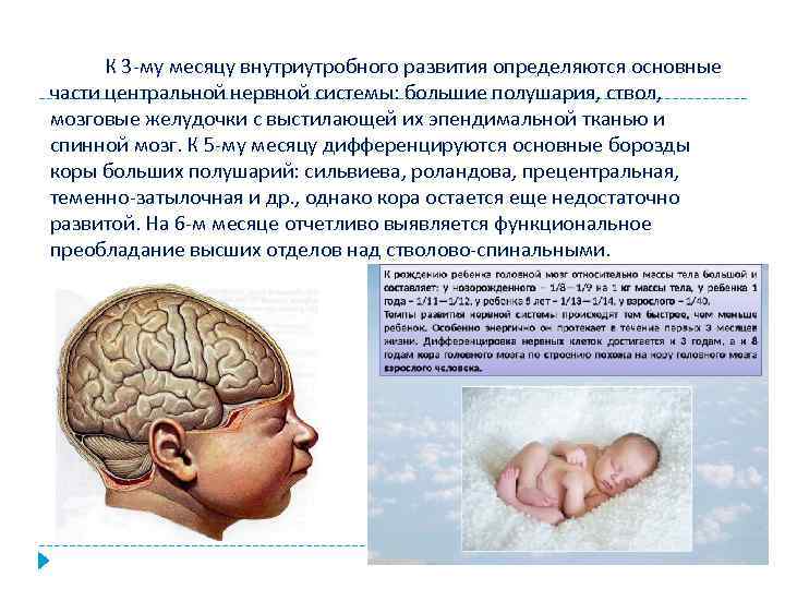 К 3 -му месяцу внутриутробного развития определяются основные части центральной нервной системы: большие полушария,