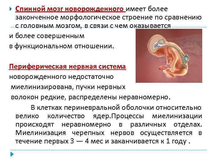 Спинной мозг новорожденного имеет более законченное морфологическое строение по сравнению с головным мозгом, в