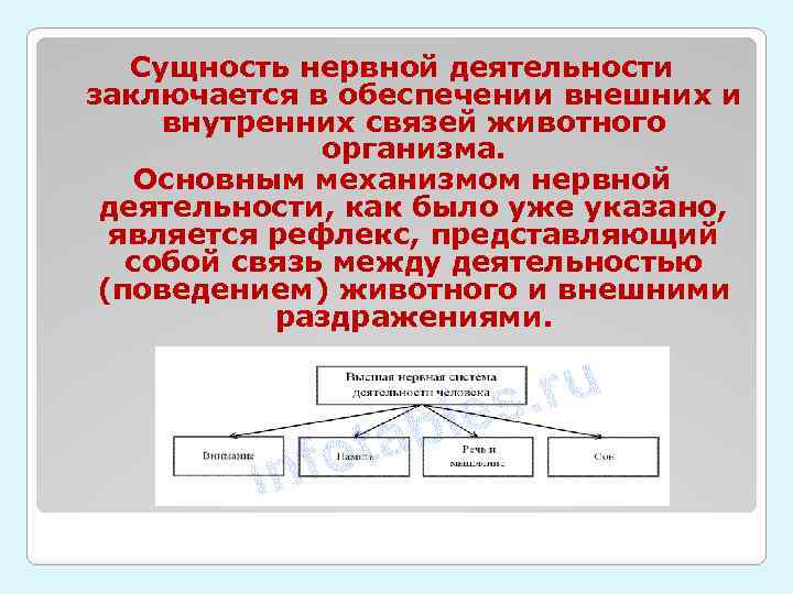 Сущность нервной деятельности заключается в обеспечении внешних и внутренних связей животного организма. Основным механизмом