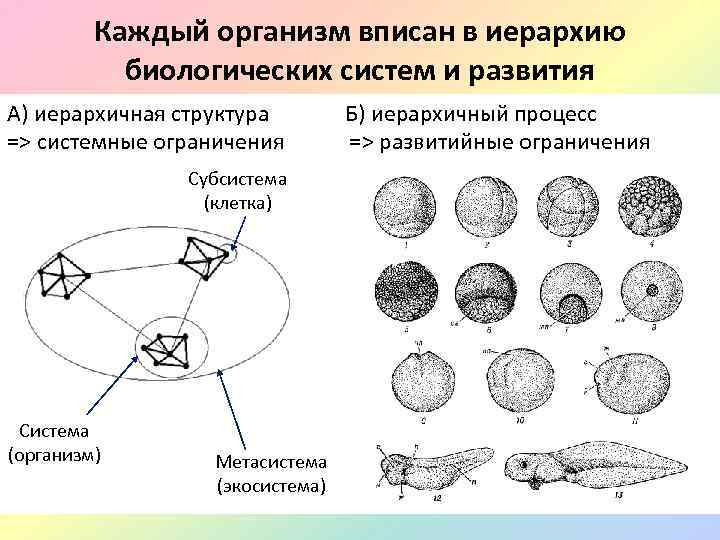 Каждый организм вписан в иерархию биологических систем и развития А) иерархичная структура Б) иерархичный