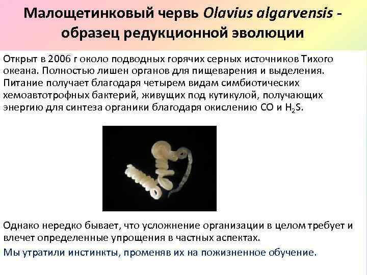 Малощетинковый червь Olavius algarvensis - образец редукционной эволюции Открыт в 2006 г около подводных