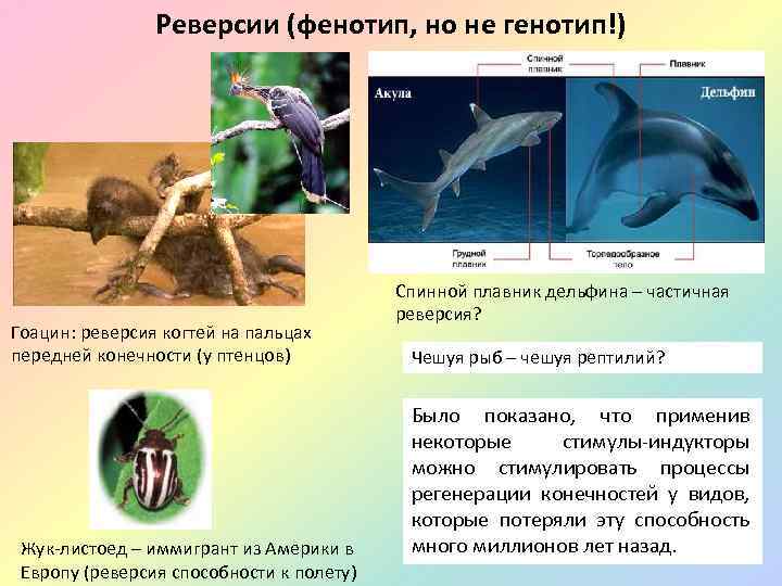 Реверсии (фенотип, но не генотип!) Гоацин: реверсия когтей на пальцах передней конечности (у птенцов)