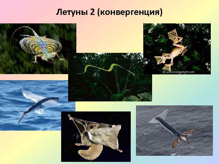 Летуны 2 (конвергенция) 