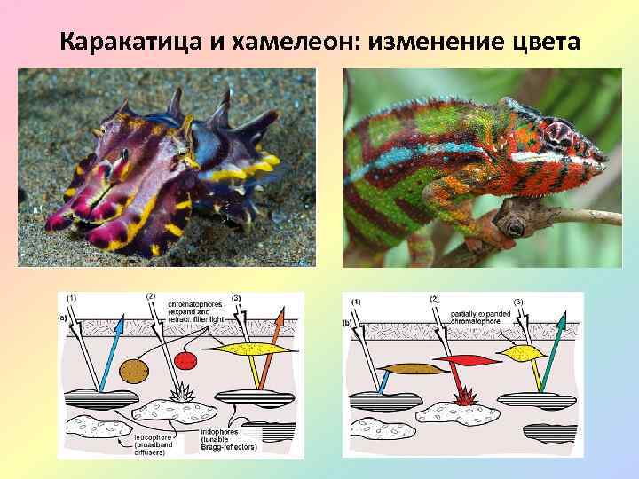 Каракатица и хамелеон: изменение цвета 