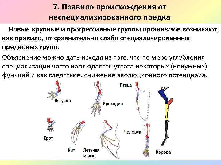 7. Правило происхождения от неспециализированного предка Новые крупные и прогрессивные группы организмов возникают, как