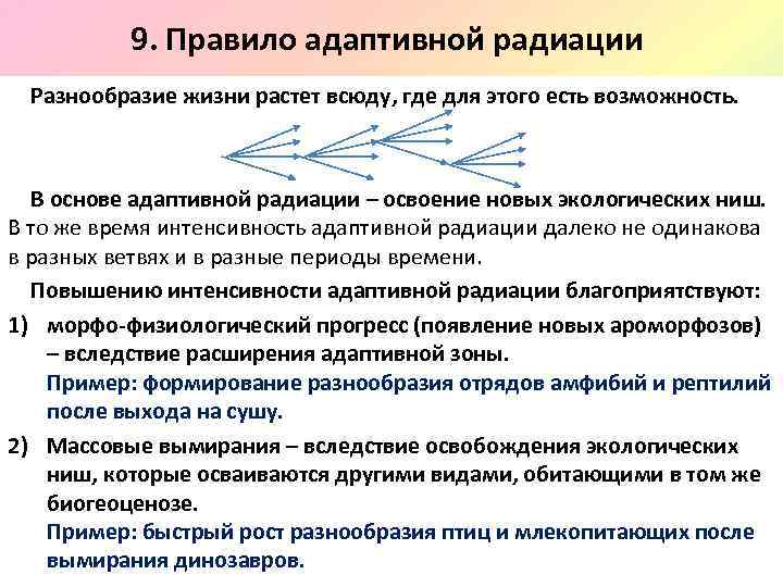 9. Правило адаптивной радиации Разнообразие жизни растет всюду, где для этого есть возможность. В