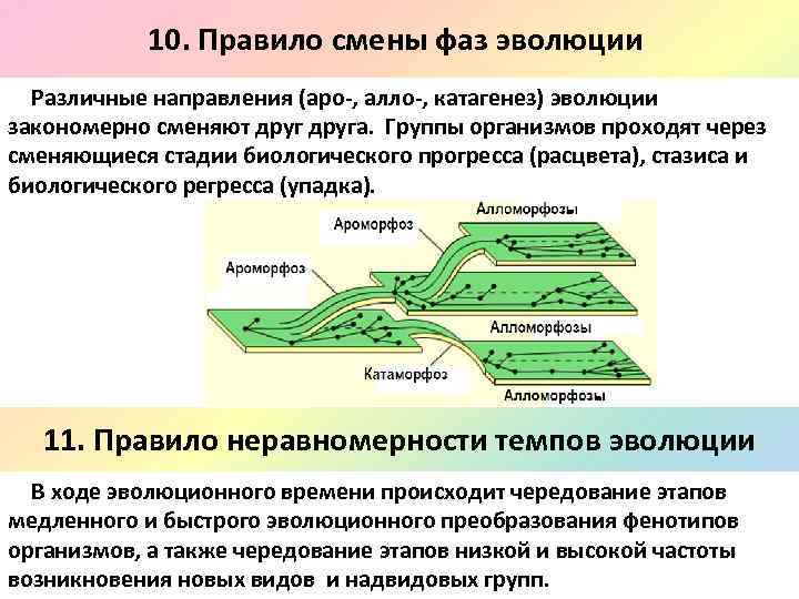 10. Правило смены фаз эволюции Различные направления (аро-, алло-, катагенез) эволюции закономерно сменяют друга.