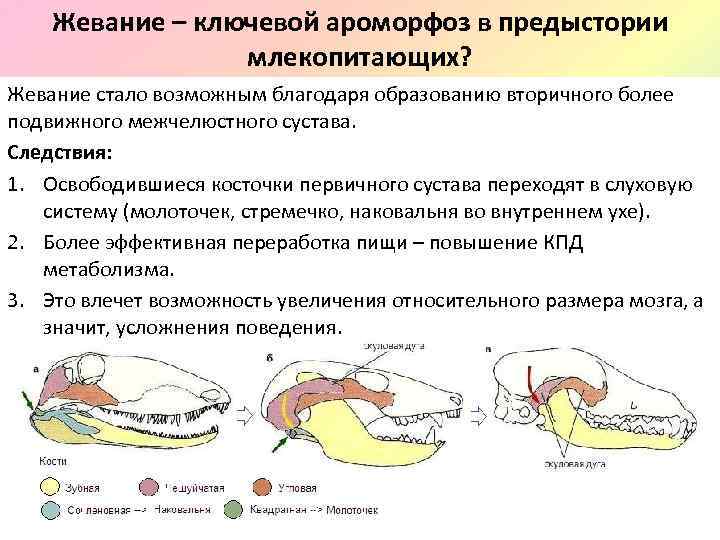 Жевание – ключевой ароморфоз в предыстории млекопитающих? Жевание стало возможным благодаря образованию вторичного более