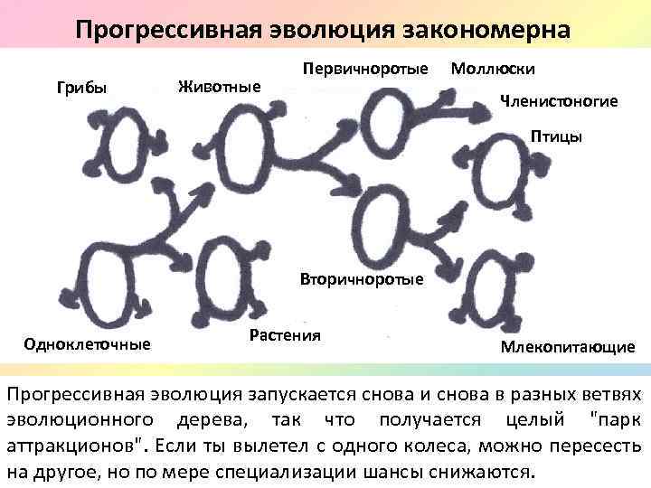 Прогрессивная эволюция закономерна Грибы Животные Первичноротые Моллюски Членистоногие Птицы Вторичноротые Одноклеточные Растения Млекопитающие Прогрессивная