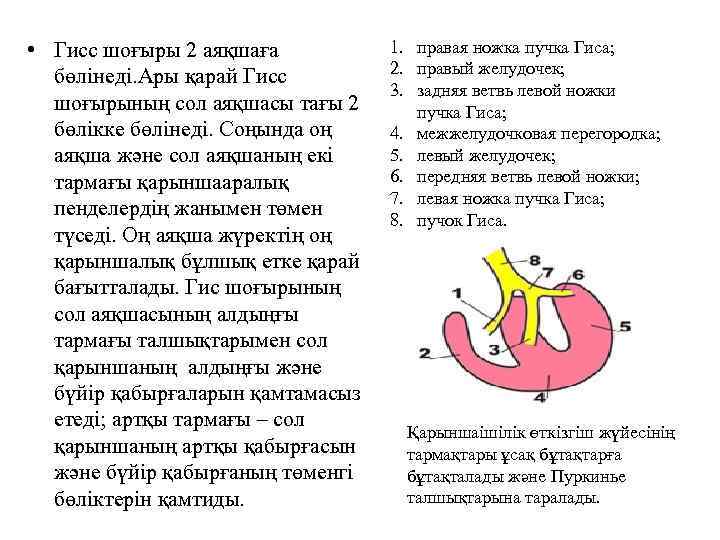  • Гисс шоғыры 2 аяқшаға бөлінеді. Ары қарай Гисс шоғырының сол аяқшасы тағы