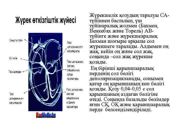  • Жүрекшелік қозудың таралуы САтүйіннен басталып, үш түйінаралық жолмен (Бахмен, Венкебах және Торель)