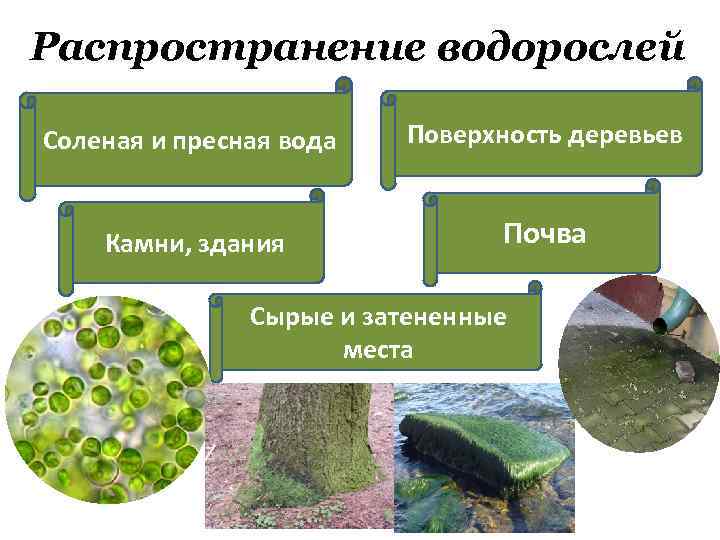 Волга соленая или пресная